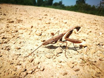 Close-up of lizard on land