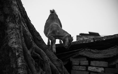 Low angle view of animal on tree trunk against clear sky