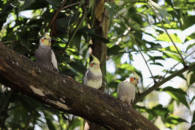 Low angle view of birds perching on tree