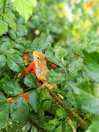 Close-up of butterfly perching on plant