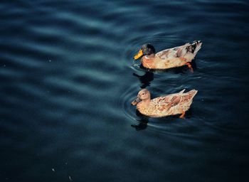 High angle view of duck floating on lake