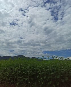 Scenic view of agricultural field against sky