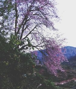 Low angle view of cherry blossoms in spring
