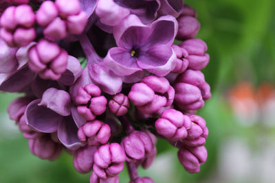 Close-up of pink flowering plant