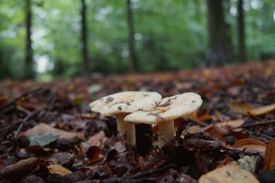 Close-up of mushroom growing on field