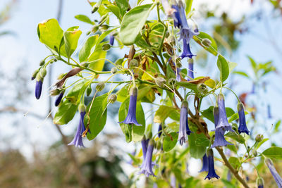 plant