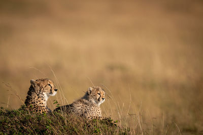 Cheetahs sitting on rock in forest