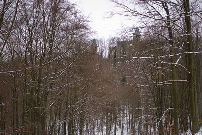 Bare trees in forest