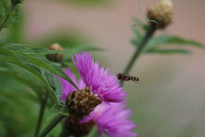 Close-up of bee on purple flower