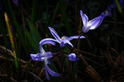 Close-up of purple crocus flowers on field