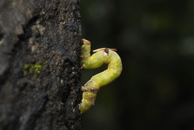Close-up of lizard on tree trunk