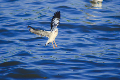 Seagull flying over lake