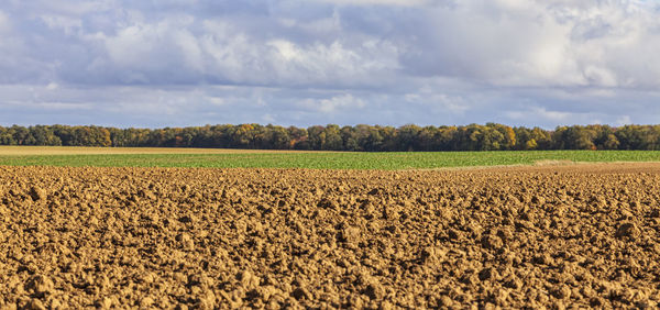 Scenic view of agricultural field against sky