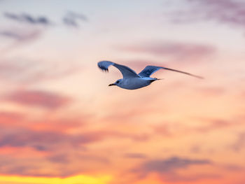 Seagull flying in sky