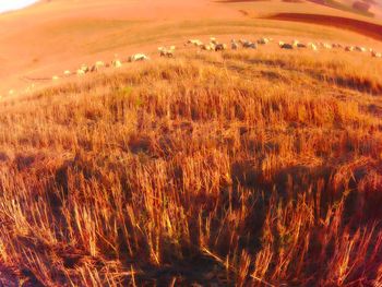 Scenic view of wheat field against sky