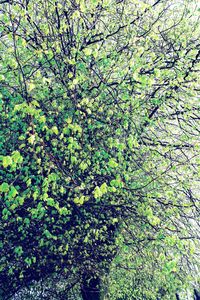 Full frame shot of tree branches