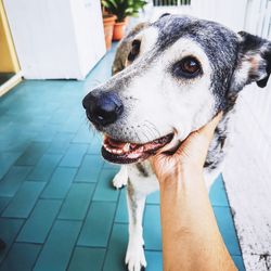 Cropped hand holding dog