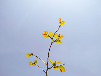 Low angle view of yellow flowering plant against clear sky