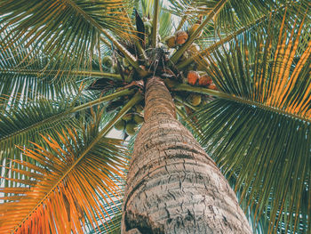 Low angle view of coconut tree 