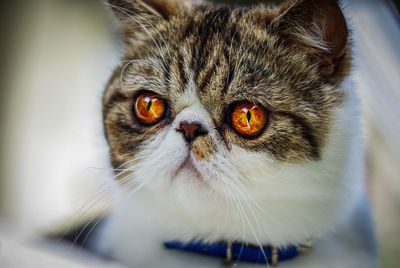 Close-up portrait of a cat