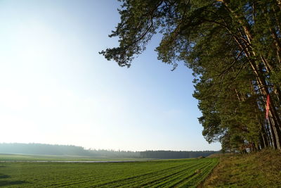 Scenic view of agricultural field against clear sky