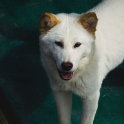 Close-up portrait of dog