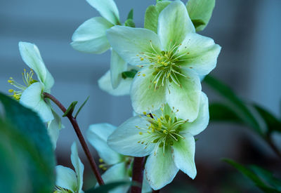 Close-up of white flowering plant