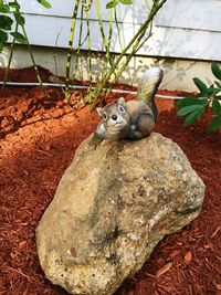 View of lizard on rock