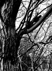 Low angle view of bare tree against sky