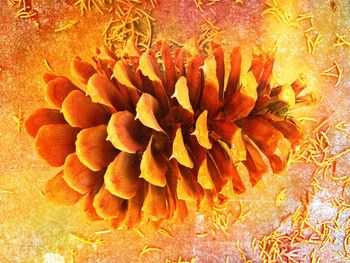 Extreme close up of flower