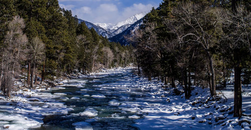 Snow covered trees by mountain against sky