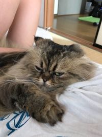 Close-up of cat relaxing on bed at home