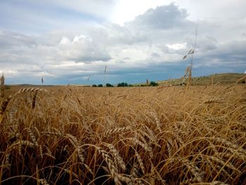 Scenic view of wheat field against sky