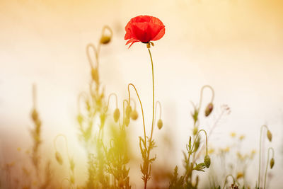 Close-up of red poppy flower and buds in a wild field
