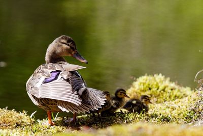 Close-up of female mallard duck and ducklings against lake