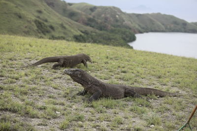 Komodo dragons on grassy field