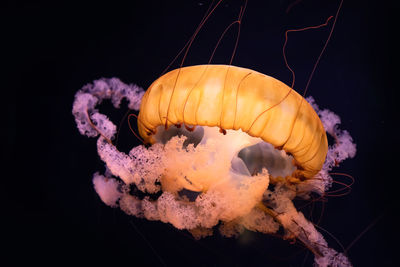 Close-up of jellyfish in water