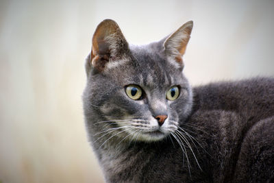 Close-up portrait of a cat