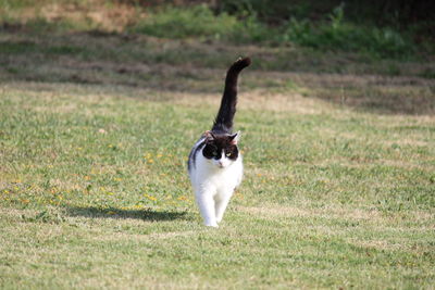 Cat walking 