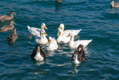 High angle view of swans swimming in lake