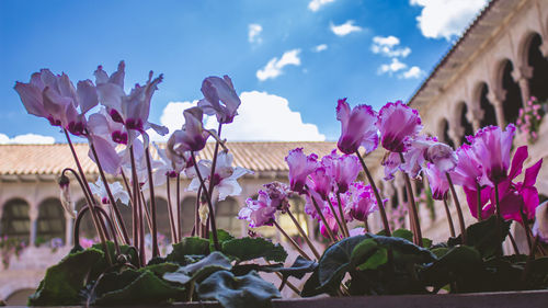 Close-up of pink flowering plants against sky