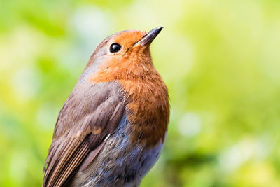 Close-up of bird perching on branch