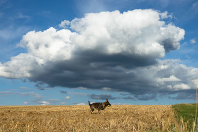 View of a dog on field against sky