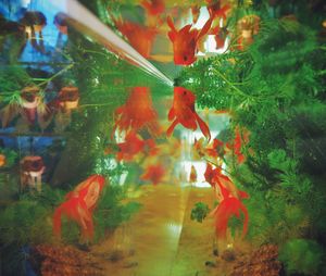 Close-up of koi fish in water