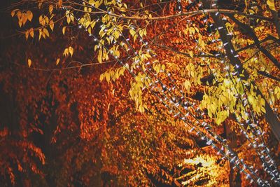 Autumn leaves on tree trunk