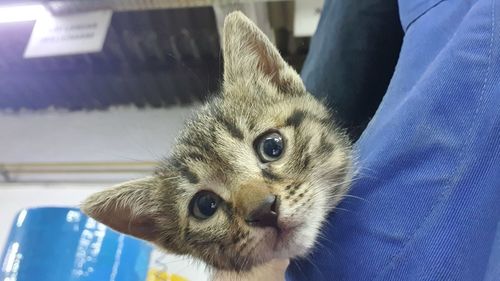 Close-up of cat looking away
