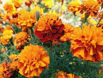 Close-up of marigold blooming in park