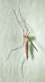 Close-up of insects on white surface