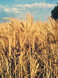 Crop on field against cloudy sky