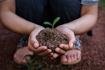 Low section of woman holding seedling while crouching on field